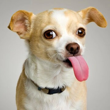 Obálka uvítací melodie Mineturtle