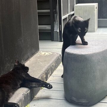 Obálka uvítací melodie searching