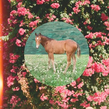 Obálka uvítací melodie Wildlife