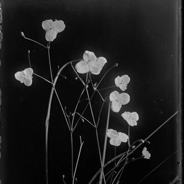 Obálka uvítací melodie Never Over